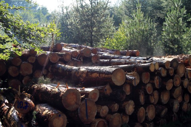 这些木头图片下载