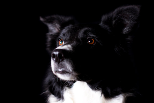 边境科利图片下载