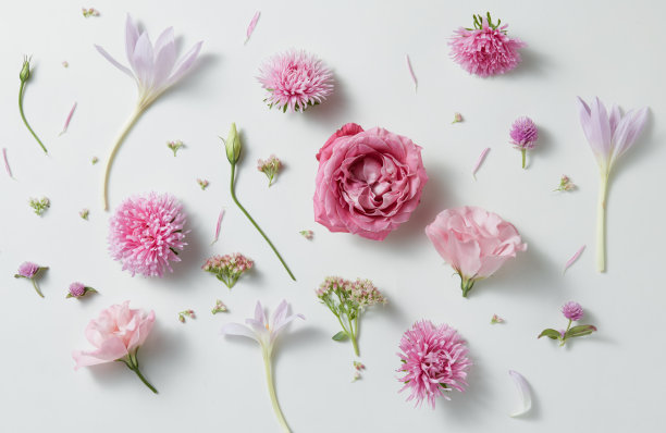 背景的玫瑰图片下载