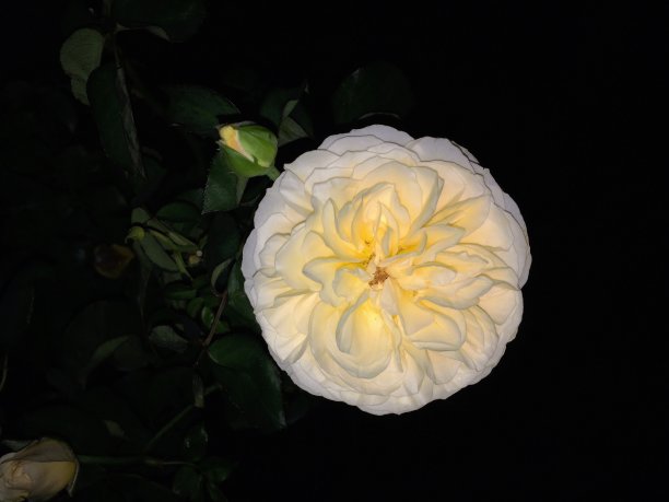 黄色和白色玫瑰花在手电筒条件下图片下载