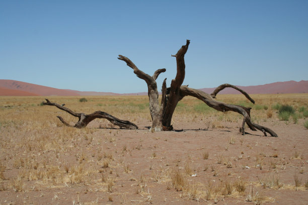 死亡沙漠的树图片下载