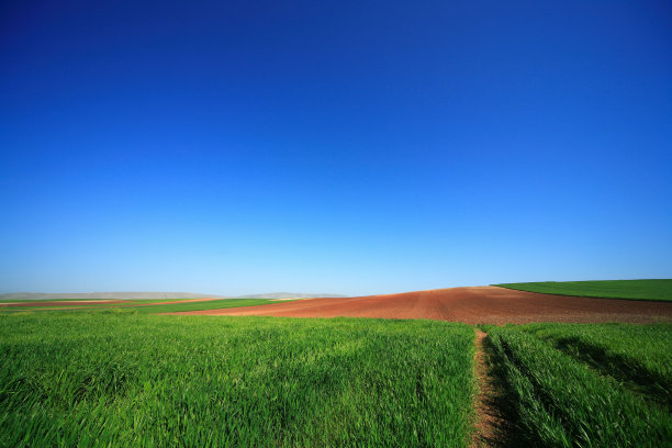 玉米田图片下载