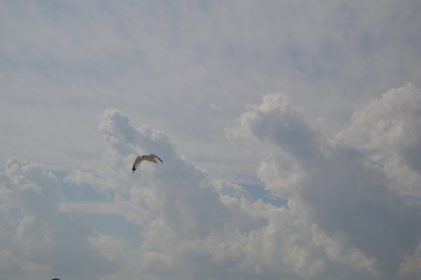 天空中的海鸟，圣西蒙斯岛图片下载