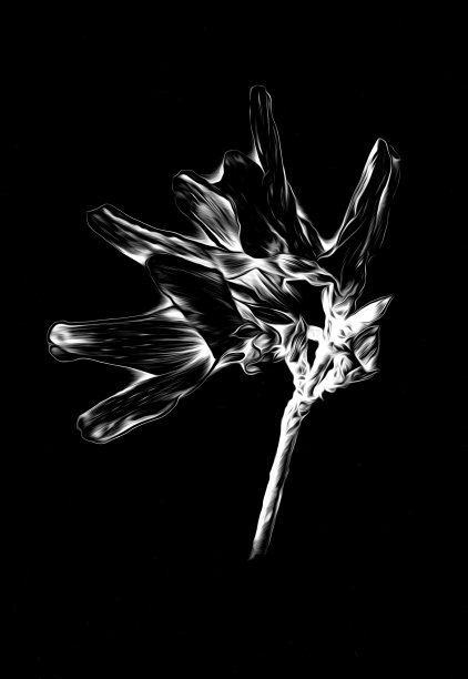 花卉绘画艺术插图负黑色图片下载