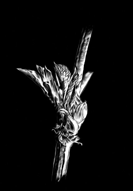 花卉绘画艺术插图负黑色图片下载