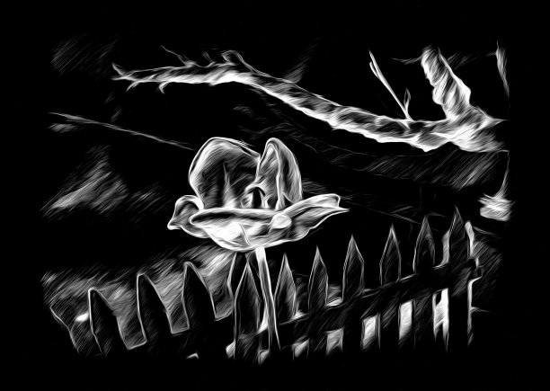 花卉绘画艺术插图负黑色图片下载