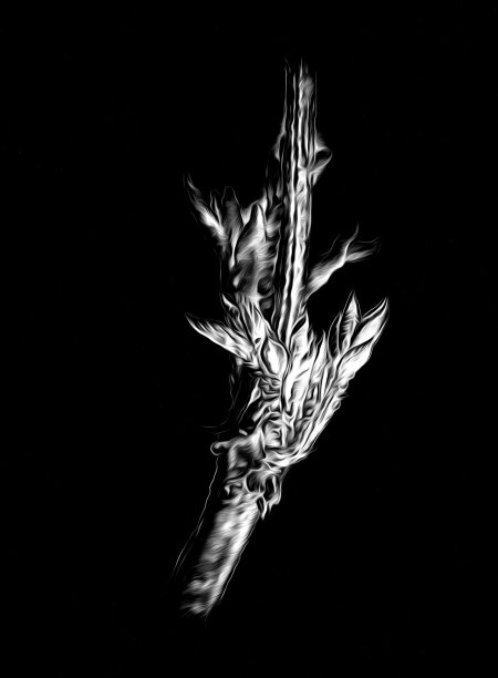 花卉绘画艺术插图负黑色图片下载