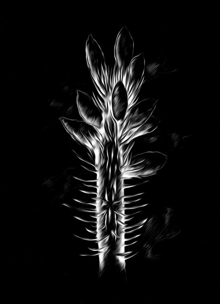 花卉绘画艺术插图负黑色图片下载