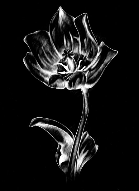 花卉绘画艺术插图负黑色图片下载