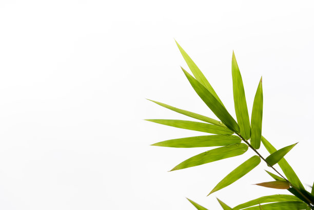 竹子照片素材ID：135142234