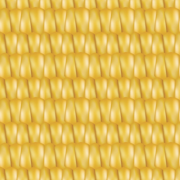 真实的纹理玉米，矢量插图。图片下载