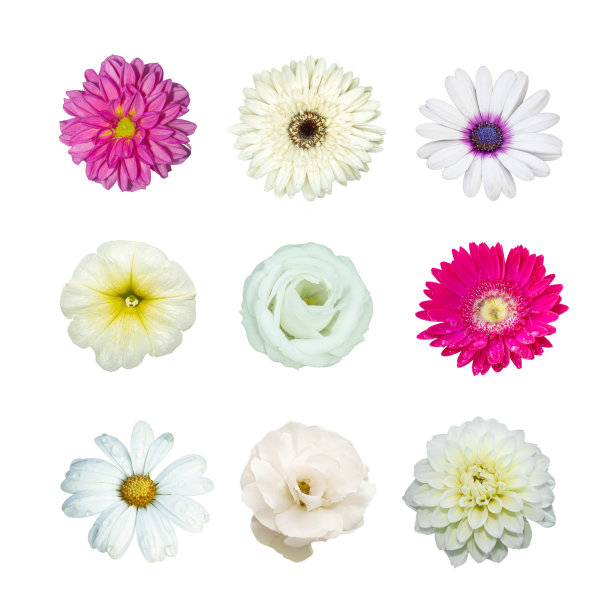 收集各种花卉图片下载