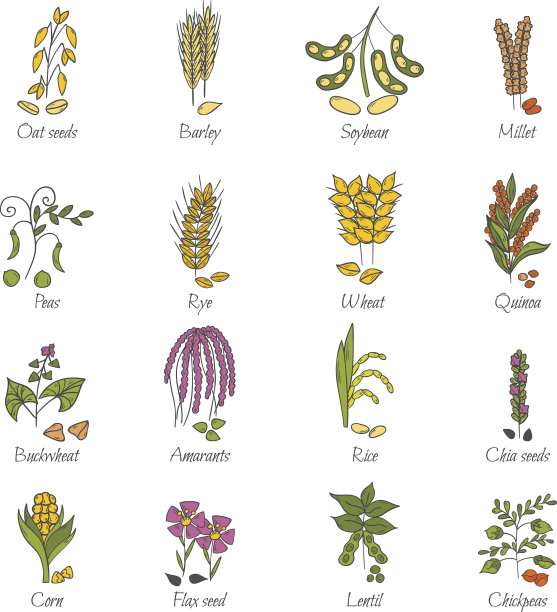 矢量手画粥和谷类物品图片下载