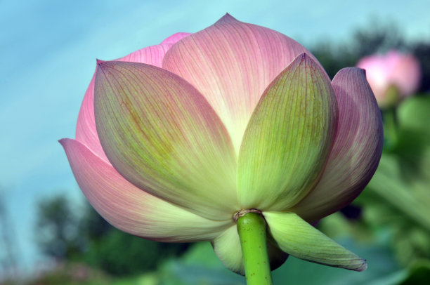 盛开的荷花图片下载