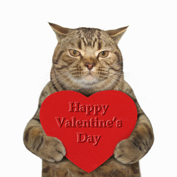 猫和心的艺术图片下载