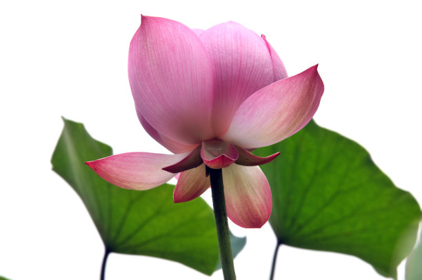 盛开的荷花图片下载