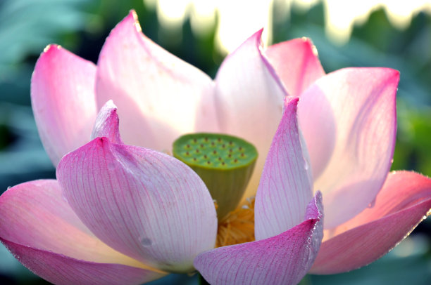 盛开的荷花图片下载