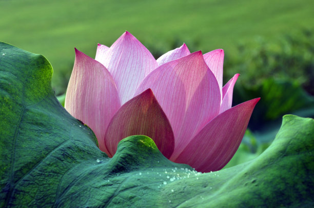 盛开的荷花图片下载