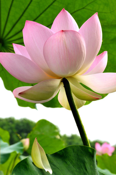 盛开的荷花图片下载