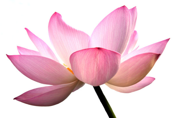 盛开的荷花图片下载