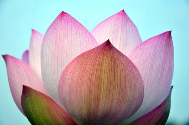 盛开的荷花图片下载