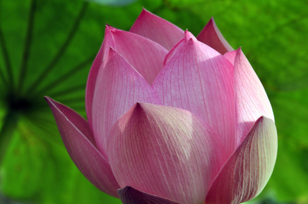 盛开的荷花图片下载