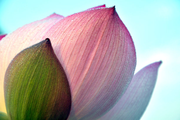 盛开的荷花图片下载