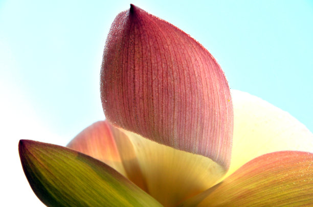 盛开的荷花图片下载