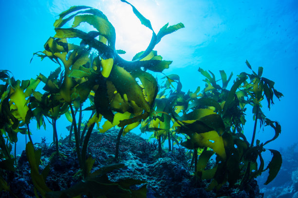 绿色的海藻素材图片
