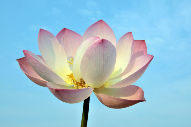 盛开的荷花图片下载