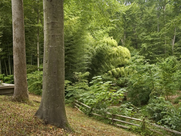 夏天的森林图片下载