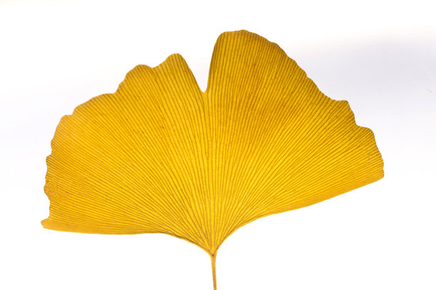 黄色的银杏秋叶图片下载