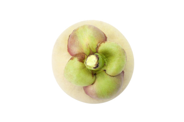 生山竹白色背景图片下载