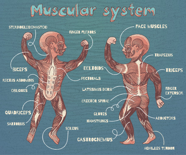 儿童人体肌肉系统矢量卡通插图图片下载