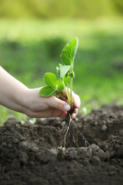 绿色的萌芽图片下载