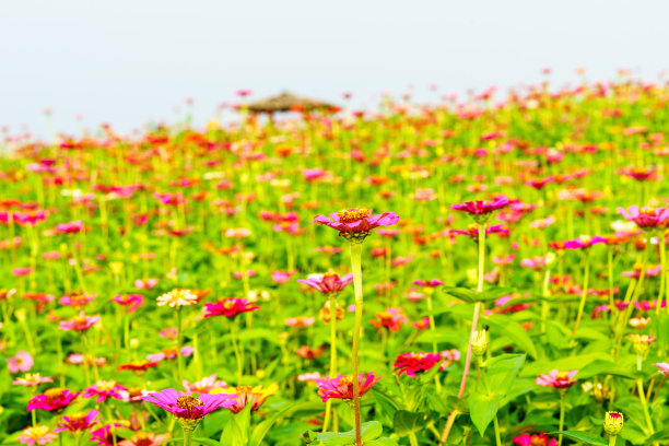 Zinnia线虫图片下载