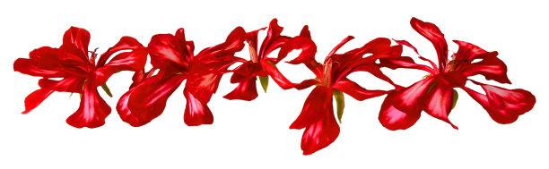 天竺葵条纹花鲜，照片处理图片下载