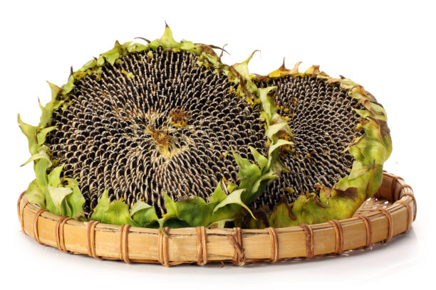 葵花籽在白色的背景图片下载