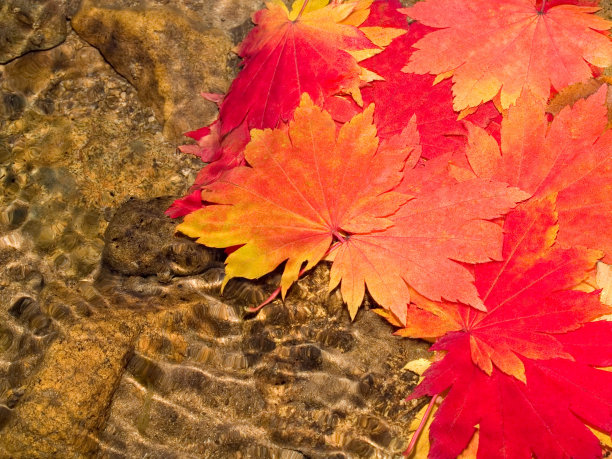 水下枫叶图片下载