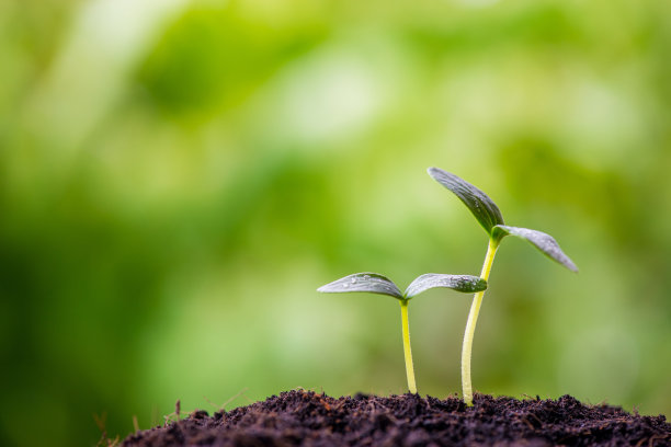 绿色发芽的种子图片下载