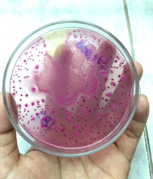 实验室中的微生物学图片下载