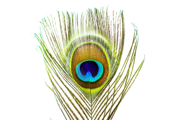 美丽的异国情调的孔雀羽毛孤立在白色的背景图片下载