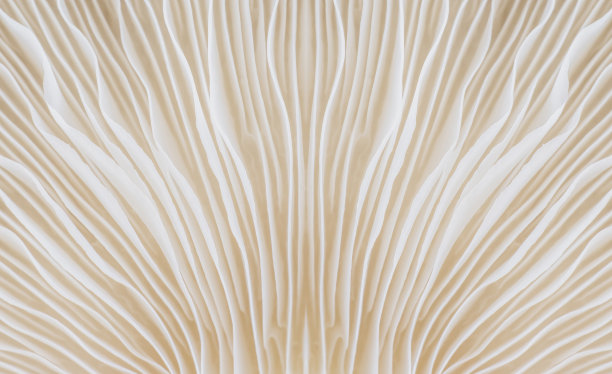 sajora -caju蘑菇的背景微距图像素材图片