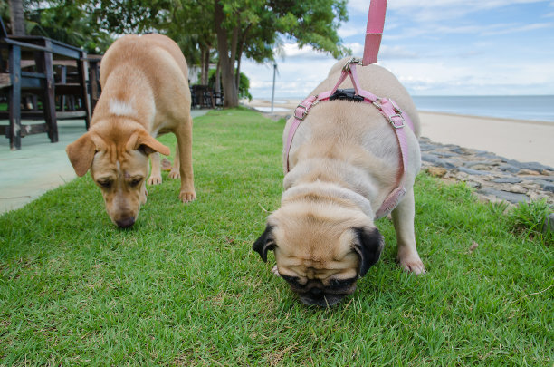 两只嗅探犬在海滩的草地上嗅出一些东西图片下载