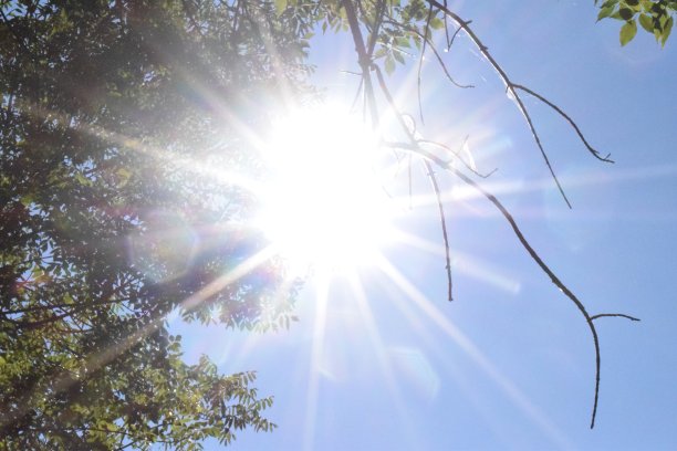 阳光穿过树林图片下载