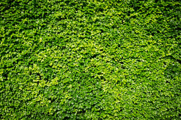 绿叶墙背景图片下载