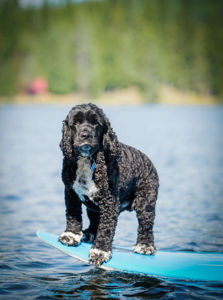 Paddleboarding狗3图片下载