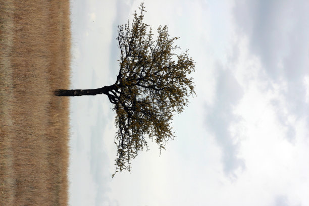 山树孤独图片下载