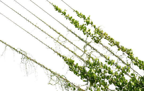 藤条在电线上孤立在白色背景上图片下载