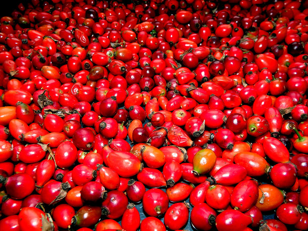 玫瑰果图片下载